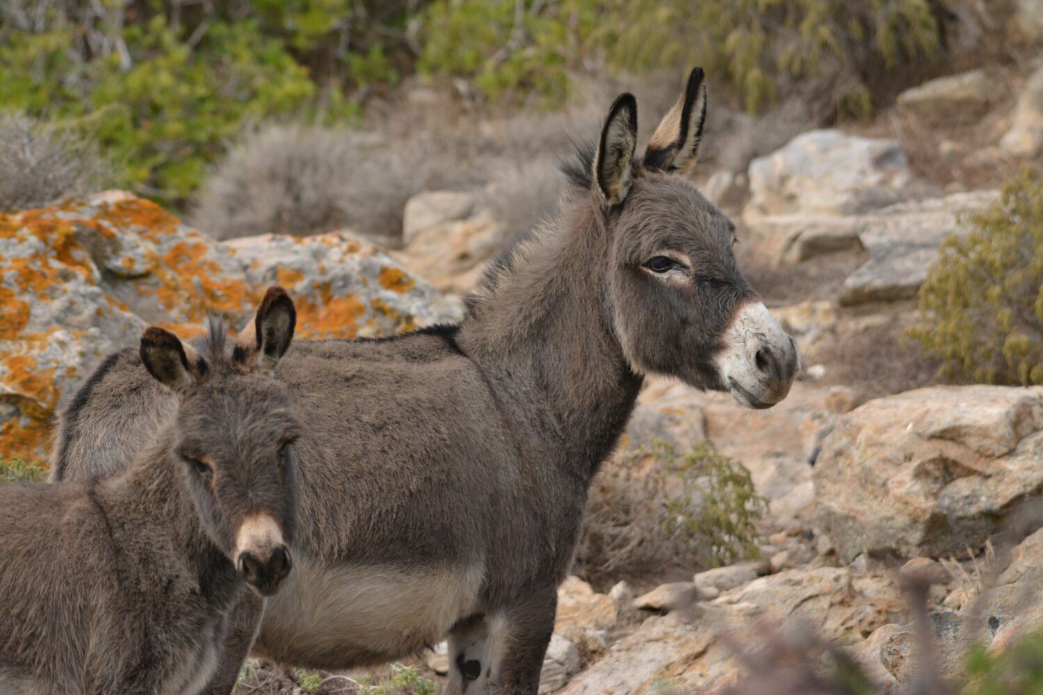 typical donkey of Sardinia, Asinara island