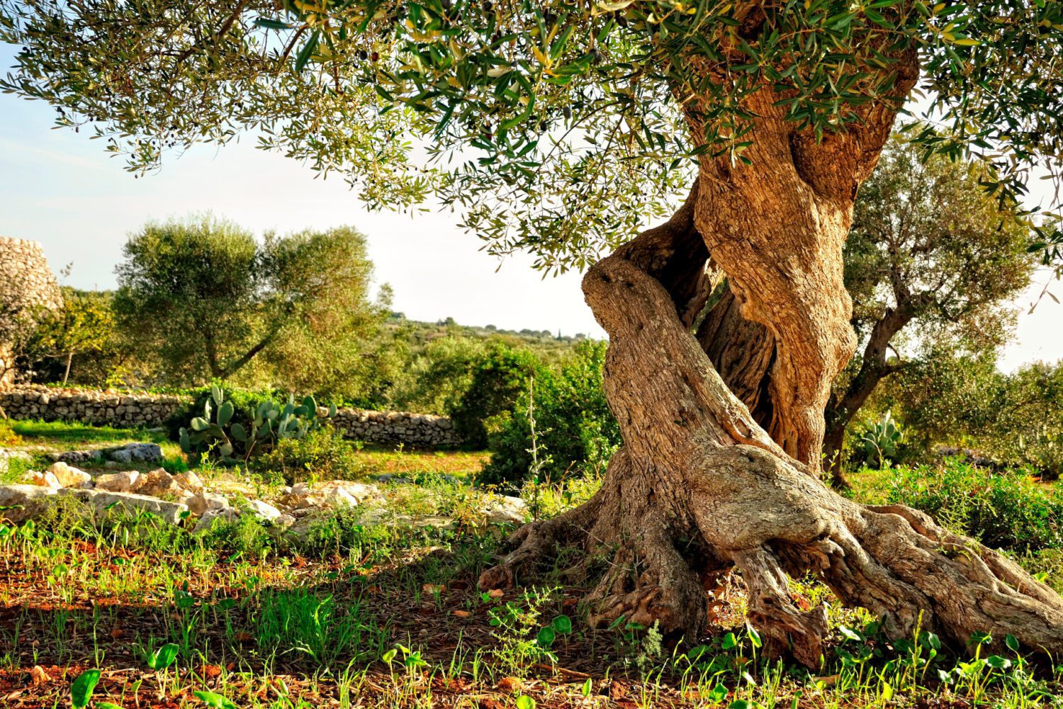 An old Olive tree in Salento Puglia Italy