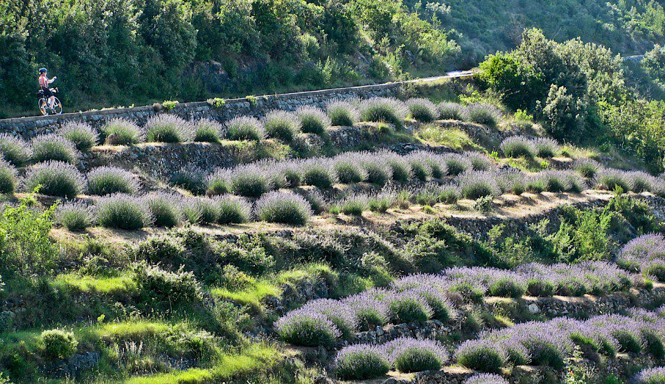 lavander roads