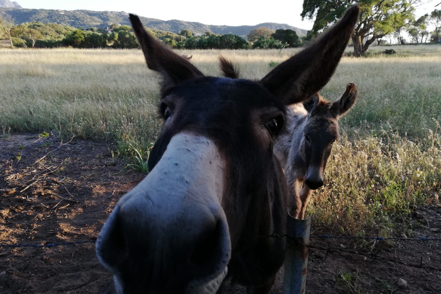 Donkeys in the countryside of sardinia