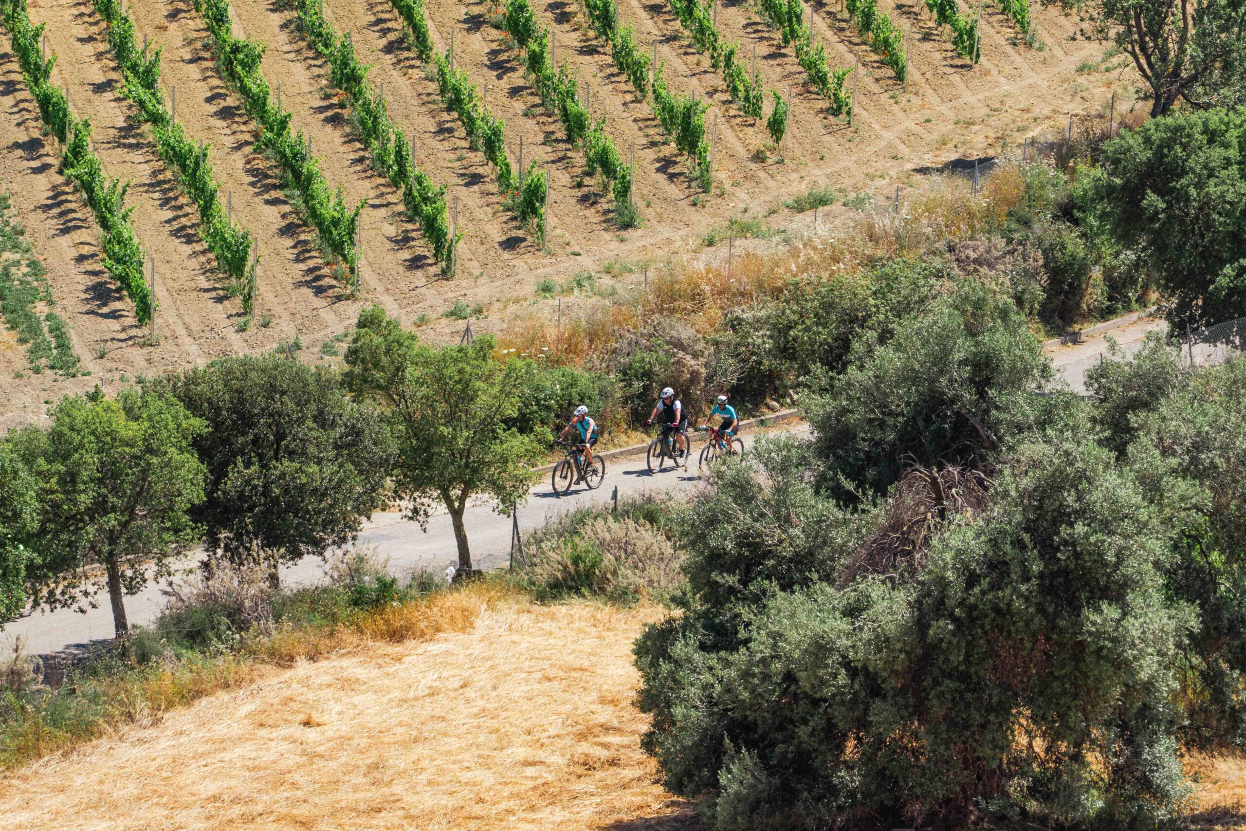 People biking on the yello and green sardinian fields.